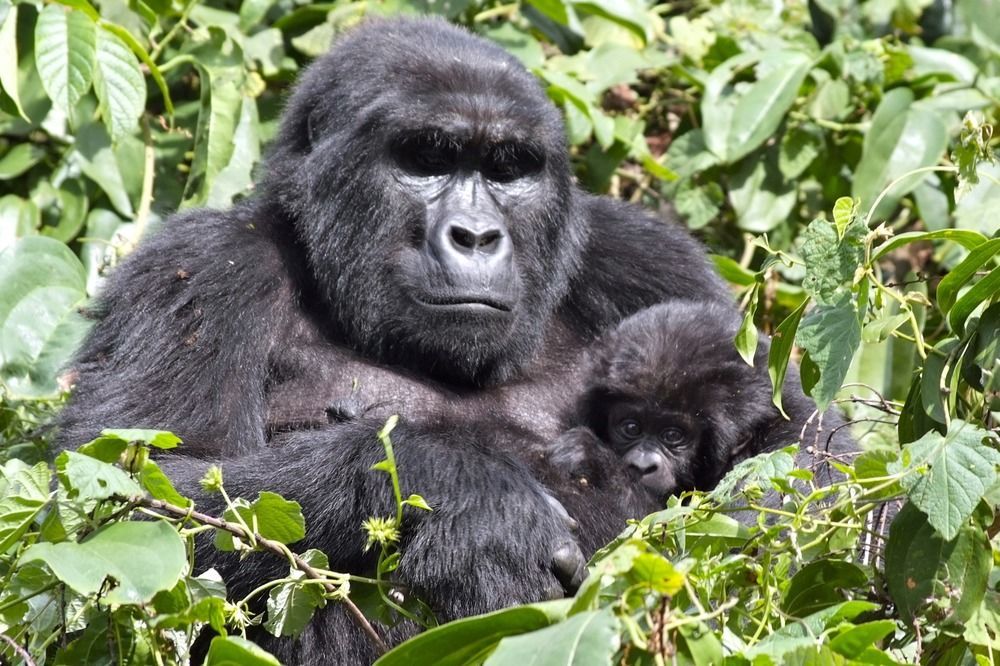 Silverback Lodge Buhoma Eksteriør bilde
